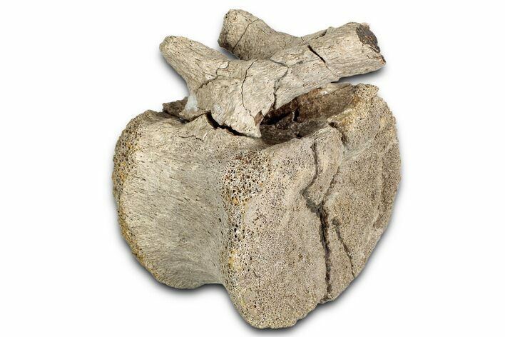 Hadrosaur (Edmontosaurus) Caudal Vertebra - Wyoming #349470